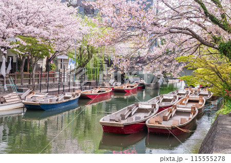 tourist boats and pink cherry blossom by Suigo river, Yanagawa tourist boats and pink cherry blossom by Suigo river, Yanagawa 115555278