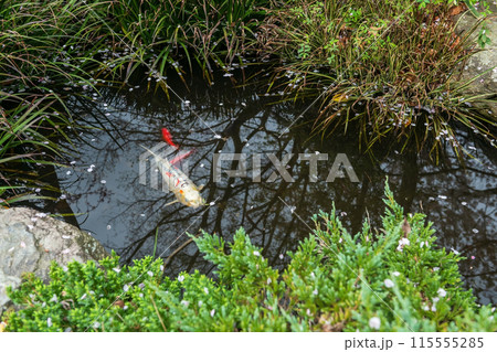 White koi carp fish in small pond of Nanzoin temple, Fukuoka White koi carp fish in small pond of Nanzoin temple, Fukuoka 115555285