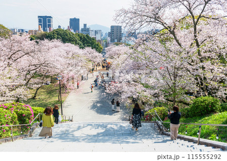 people walk downhill at cherry blossom tunnel, Nishi park, Fukuoka 115555292