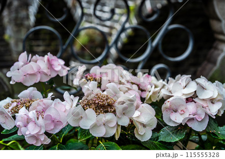 中島川・眼鏡橋のアジサイ（紫陽花）【長崎市】 115555328