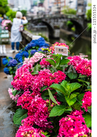 中島川・眼鏡橋のアジサイ（紫陽花）【長崎市】 115555334
