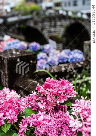 中島川・眼鏡橋のアジサイ（紫陽花）【長崎市】 115555344