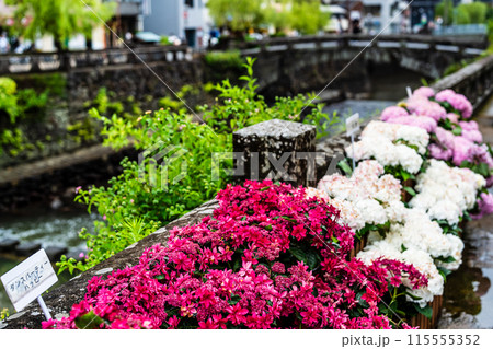 中島川・眼鏡橋のアジサイ（紫陽花）【長崎市】 115555352