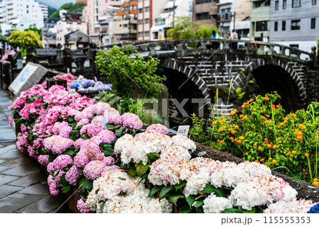 中島川・眼鏡橋のアジサイ（紫陽花）【長崎市】 115555353
