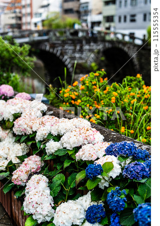 中島川・眼鏡橋のアジサイ（紫陽花）【長崎市】 115555354