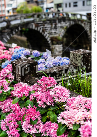 中島川・眼鏡橋のアジサイ(紫陽花)【長崎市】 中島川・眼鏡橋のアジサイ(紫陽花)【長崎市】 115555355