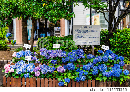 中島川・眼鏡橋のアジサイ（紫陽花）【長崎市】 115555356