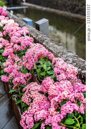 中島川・眼鏡橋のアジサイ（紫陽花）【長崎市】 115555357