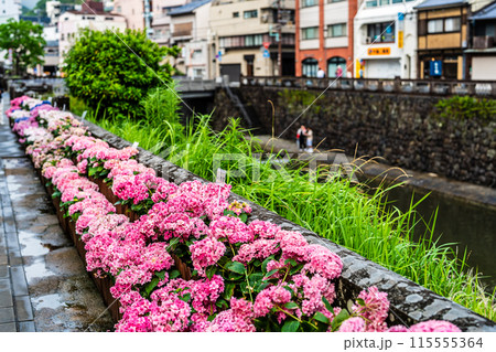 中島川・眼鏡橋のアジサイ(紫陽花)【長崎市】 中島川・眼鏡橋のアジサイ(紫陽花)【長崎市】 115555364