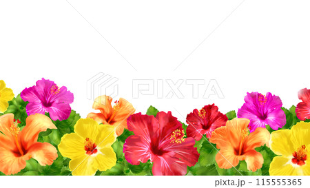 ハイビスカス 白背景 透過 16:9 ハイビスカス 白背景 透過 16:9 115555365