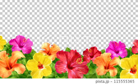 ハイビスカス 白背景 透過 16:9 ハイビスカス 白背景 透過 16:9 115555365
