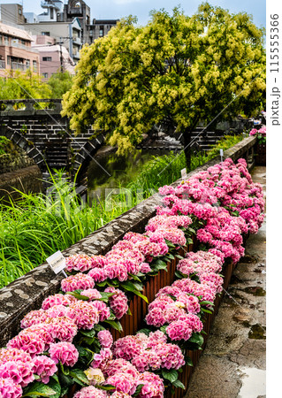 中島川・眼鏡橋のアジサイ(紫陽花)【長崎市】 中島川・眼鏡橋のアジサイ(紫陽花)【長崎市】 115555366