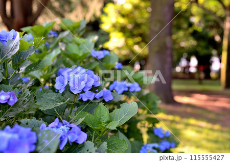 代々木公園　梅雨時の紫陽花 115555427