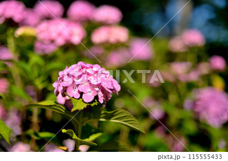 代々木公園　梅雨時の紫陽花 115555433