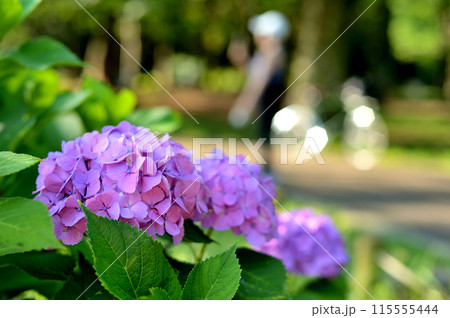 代々木公園　梅雨時の紫陽花 115555444