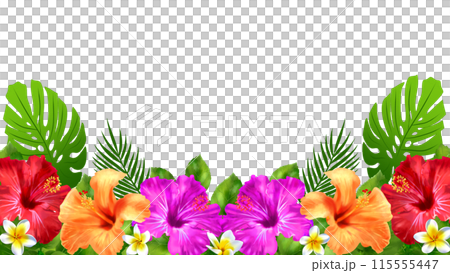 ハイビスカスとプルメリアのフレーム背景 白背景 透過 16:9のイラスト