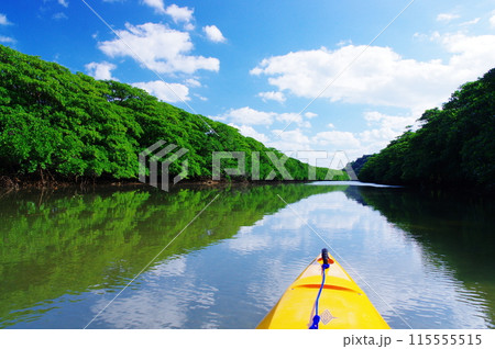 沖縄県西表島　マングローブが広がる川を進むカヤック 115555515