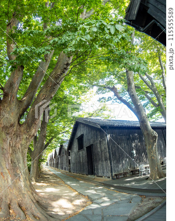 対角魚眼で撮った夏に訪れた美しい酒田市の山居倉庫とケヤキ並木　歴史的建物 115555589