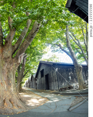 対角魚眼で撮った夏に訪れた美しい酒田市の山居倉庫とケヤキ並木 歴史的建物 対角魚眼で撮った夏に訪れた美しい酒田市の山居倉庫とケヤキ並木 歴史的建物 115555590