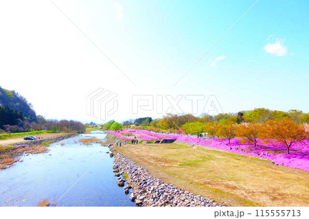 芝桜 シバザクラ しばざくら 立谷川 桜 山形市 芝桜 シバザクラ しばざくら 立谷川 桜 山形市 115555713