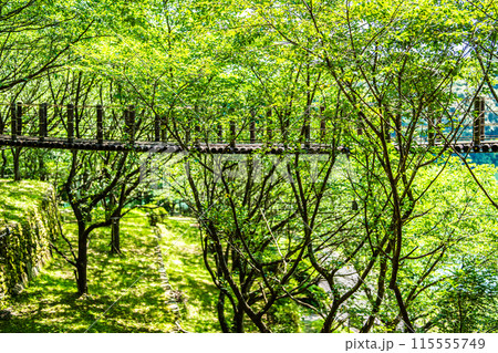 新緑の琴海中央公園　森の中の吊り橋　【長崎市】 115555749