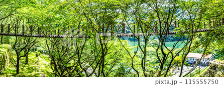 新緑の琴海中央公園　森の中の吊り橋　パノラマ　【長崎市】 115555750