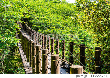 新緑の琴海中央公園　森の中の吊り橋　【長崎市】 115555754