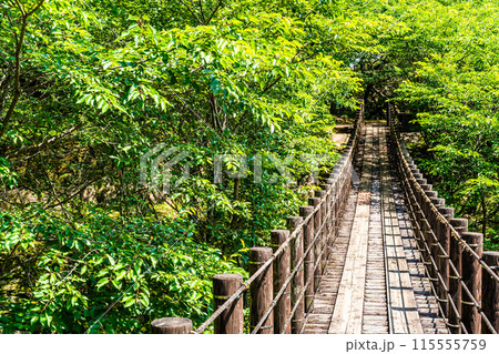 新緑の琴海中央公園　森の中の吊り橋　【長崎市】 115555759