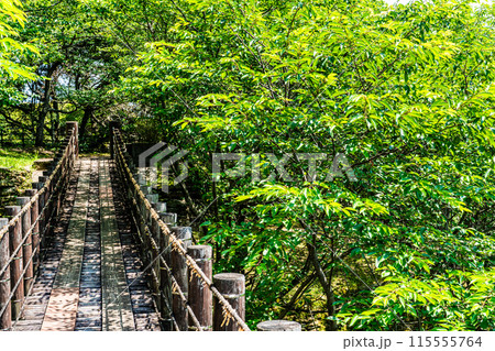 新緑の琴海中央公園 森の中の吊り橋 【長崎市】 新緑の琴海中央公園 森の中の吊り橋 【長崎市】 115555764