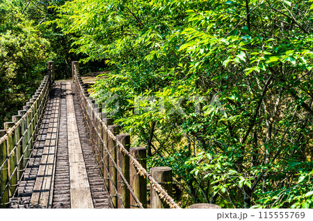 新緑の琴海中央公園 森の中の吊り橋 【長崎市】 新緑の琴海中央公園 森の中の吊り橋 【長崎市】 115555769