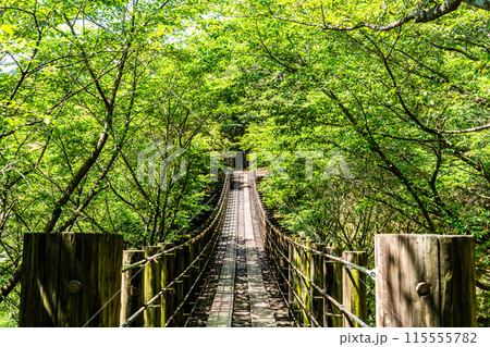新緑の琴海中央公園 森の中の吊り橋 【長崎市】 新緑の琴海中央公園 森の中の吊り橋 【長崎市】 115555782