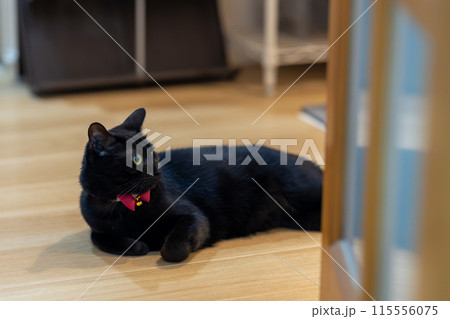 床に寝転ぶ黒猫 115556075