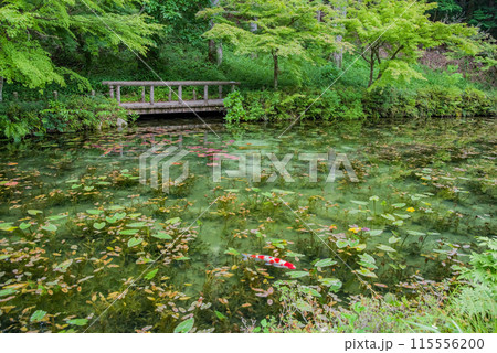 名もなき池《通称：モネの池》 （岐阜県関市板取） 115556200