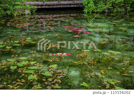 名もなき池《通称：モネの池》 （岐阜県関市板取） 115556202