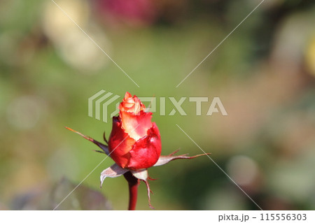 荒尾市　おもやい市民花壇　バラの花、 115556303