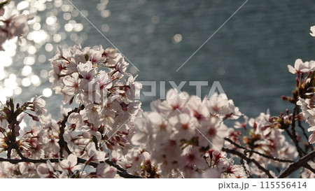 水面と桜 水面と桜 115556414