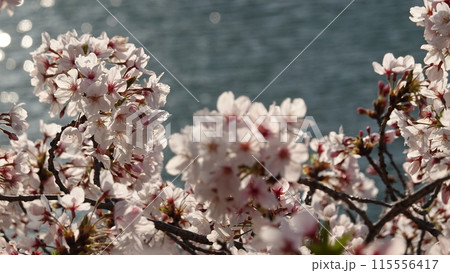 水面と桜 115556417