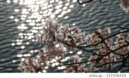 水面と桜 115556419