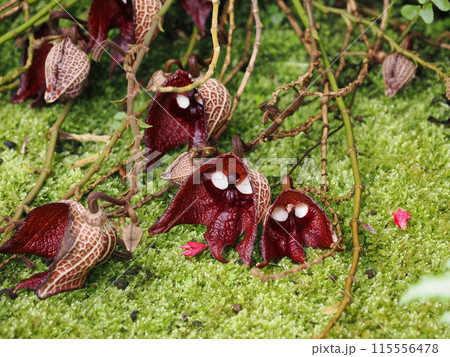 ダースベイダーの花 115556478