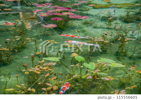 名もなき池《通称：モネの池》 （岐阜県関市板取） 115556605