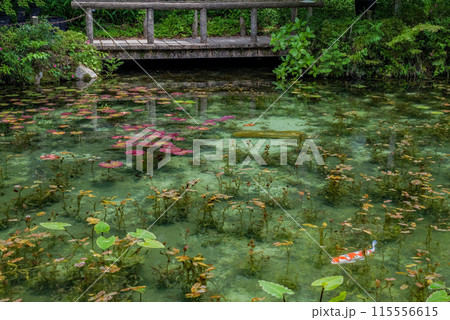 名もなき池《通称：モネの池》 （岐阜県関市板取） 115556615