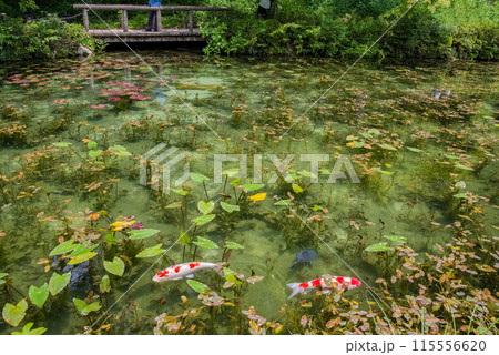 名もなき池《通称：モネの池》 （岐阜県関市板取） 115556620