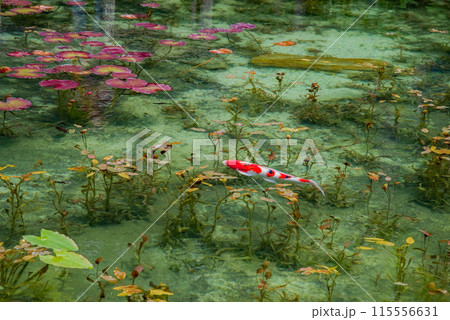 名もなき池《通称：モネの池》 （岐阜県関市板取） 115556631