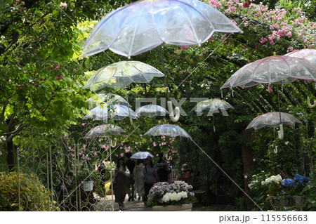 傘　入梅 115556663