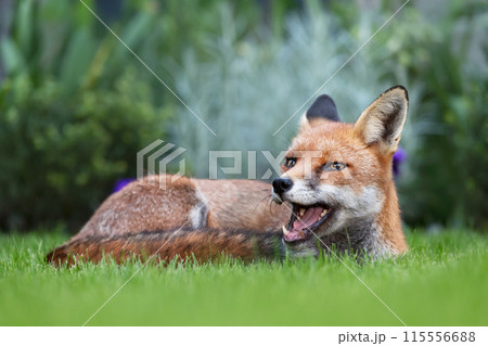Portrait of a red fox lying on green grass in a garden 115556688