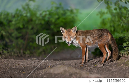 Portrait of a red fox cub standing in a forest 115556692