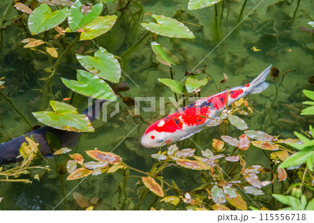 名もなき池《通称:モネの池》 (岐阜県関市板取) 名もなき池《通称:モネの池》 (岐阜県関市板取) 115556718