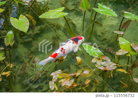 名もなき池《通称：モネの池》 （岐阜県関市板取） 115556732