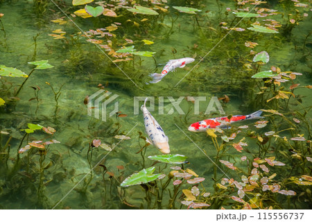 名もなき池《通称：モネの池》 （岐阜県関市板取） 115556737