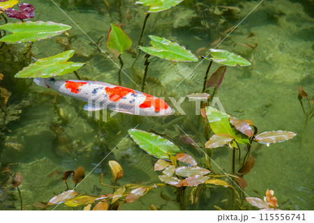 名もなき池《通称：モネの池》 （岐阜県関市板取） 115556741